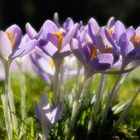 Frühling auf der Hardt Wuppertal