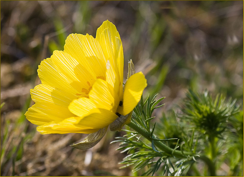 Frühling auf der Heide (2)