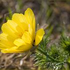 Frühling auf der Heide (2)