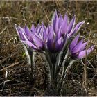 Frühling auf der Heide