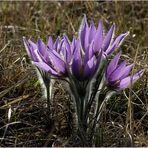 Frühling auf der Heide