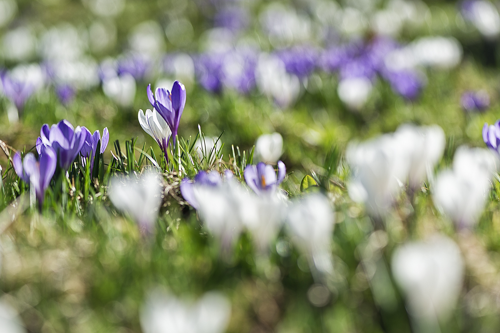 Frühling auf der Hochalp