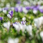 Frühling auf der Hochalp