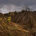 Frühling auf der Hornisgrinde