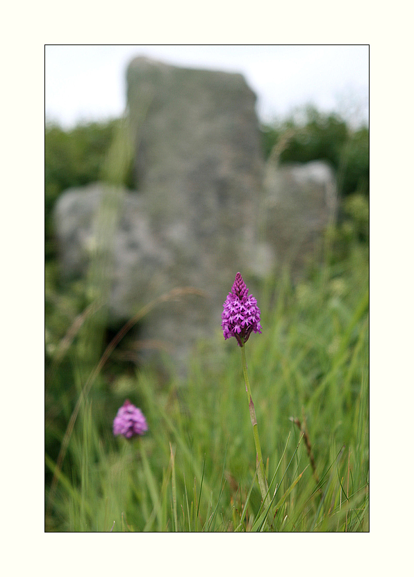 Frühling auf der Ile Grande...