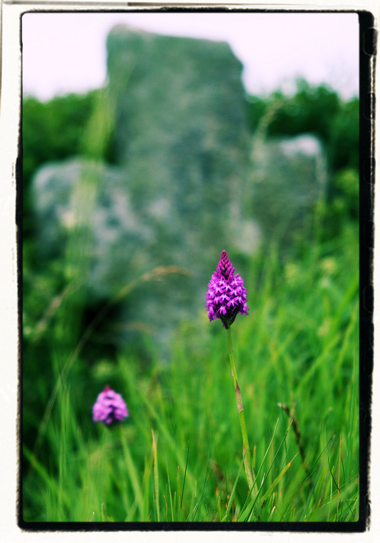 Frühling auf der Ile Grande