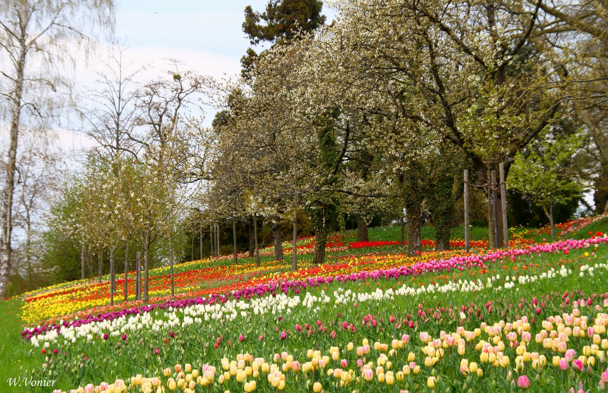 Frühling auf der Insel Mainau