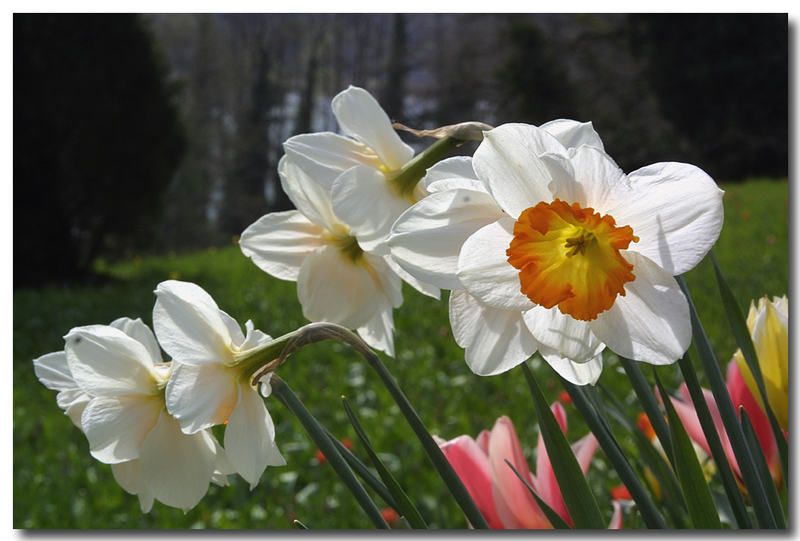 Frühling auf der Insel Mainau