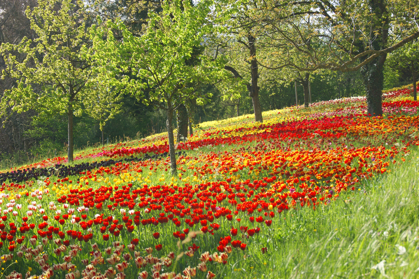 Frühling auf der Insel Mainau