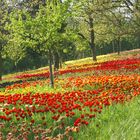 Frühling auf der Insel Mainau