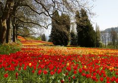 Frühling auf der Insel Mainau /Archiv Aufnahmen