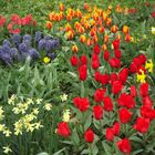 Frühling auf der Insel Mainau (vor einem Jahr)