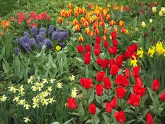 Frühling auf der Insel Mainau (vor einem Jahr)