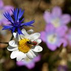 "Frühling auf der Insel Samos/Griechenland."