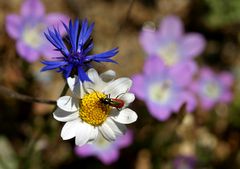 "Frühling auf der Insel Samos/Griechenland."