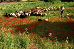 "Frühling auf der Insel Samos/Griechenland."