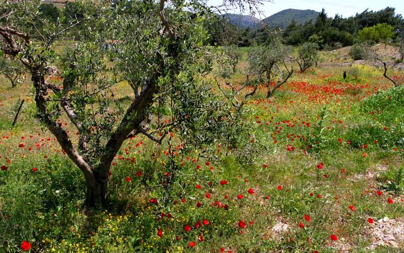 "Frühling auf der Insel Samos/Griechenland."