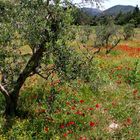 "Frühling auf der Insel Samos/Griechenland."