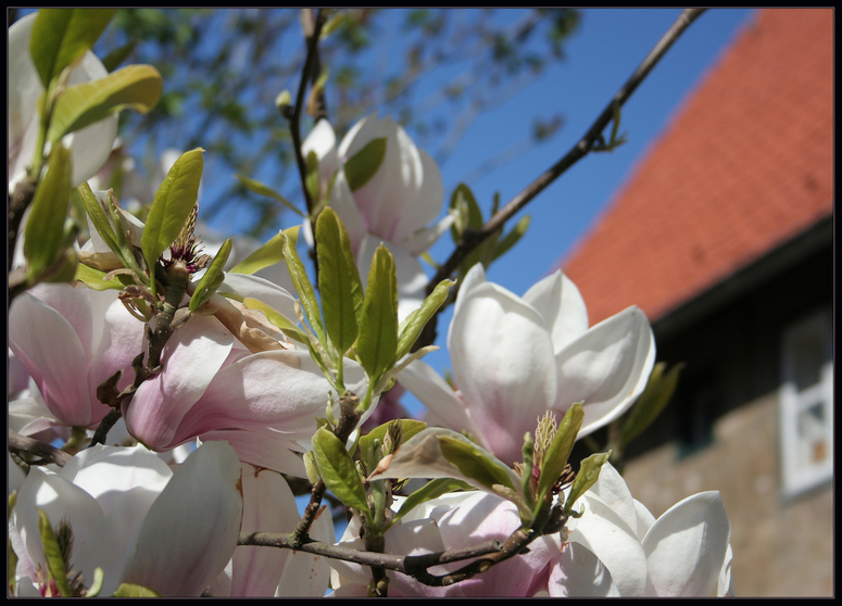 Frühling auf der Lübecker Altstadtinsel