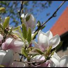 Frühling auf der Lübecker Altstadtinsel