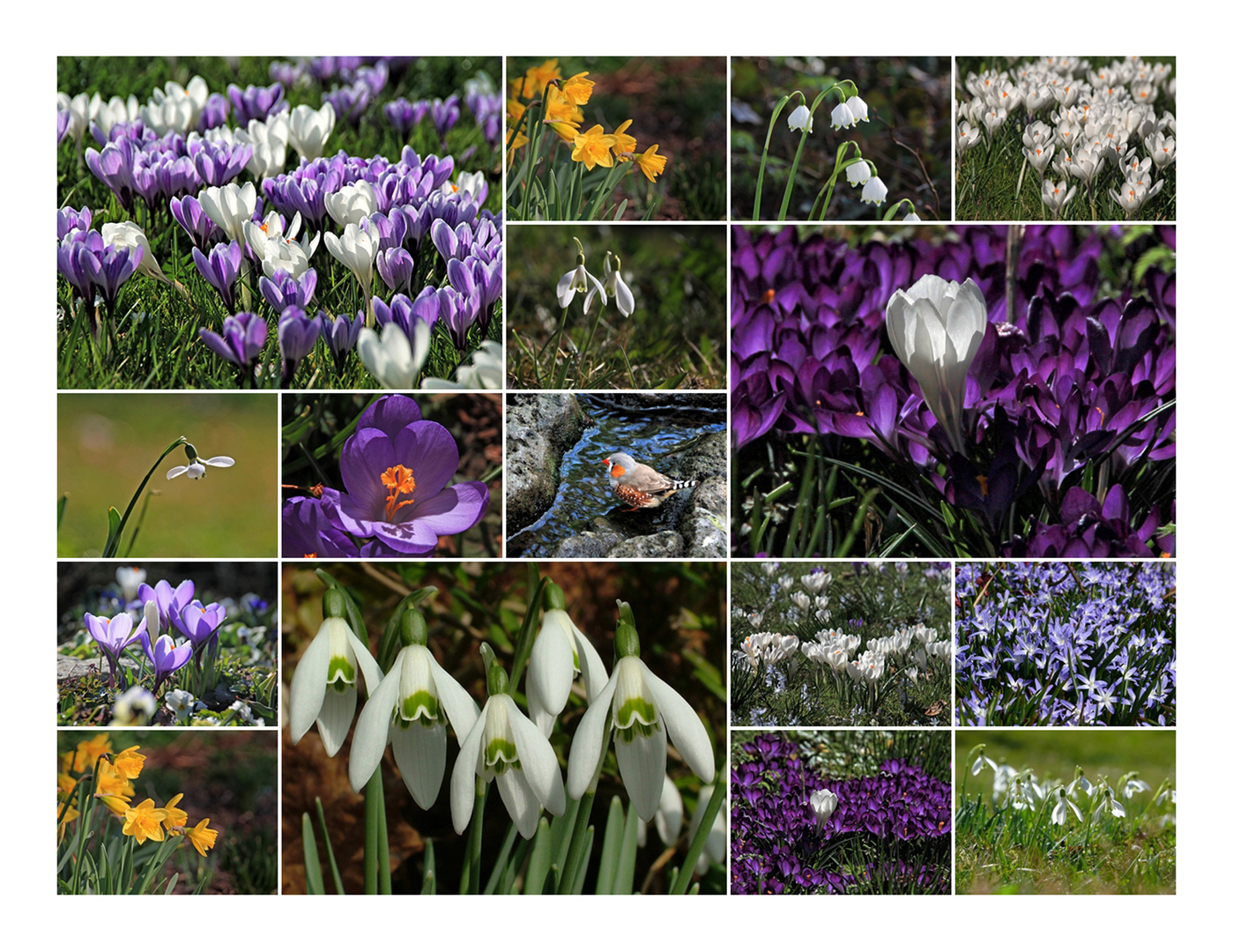 Frühling auf der Mainau 2017