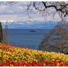 Frühling auf der Mainau