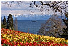 Frühling auf der Mainau