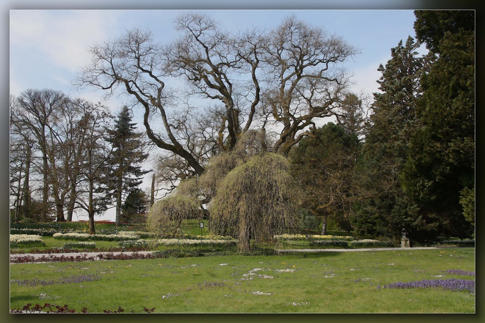 Frühling auf der Mainau