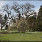 Frühling auf der Mainau