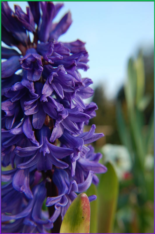 Frühling auf der Mainau