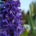 Frühling auf der Mainau