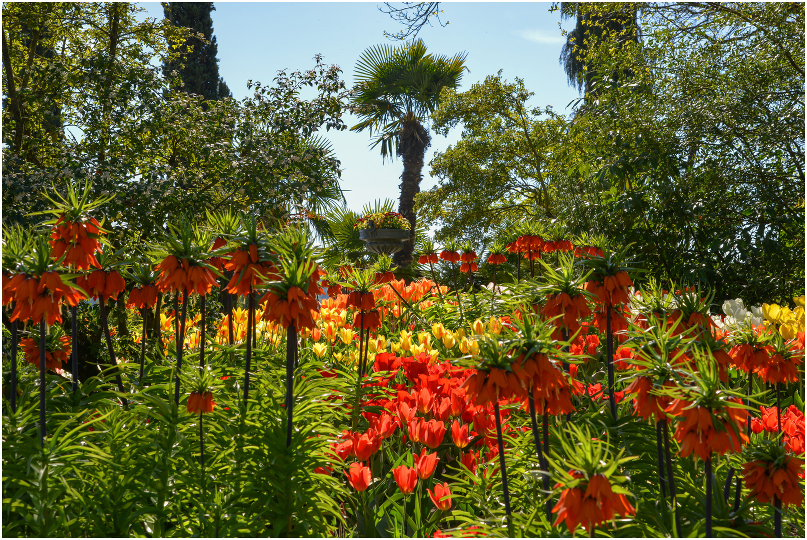 Frühling auf der Mainau