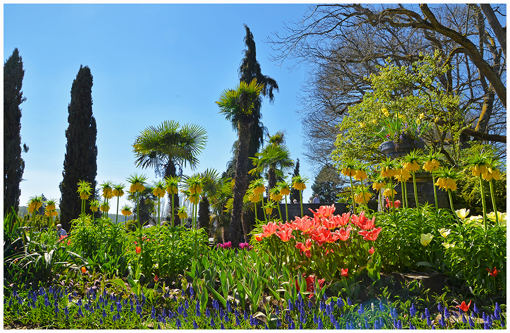 Frühling auf der Mainau, Mainau im April