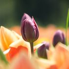 Frühling auf der Mainau - Tulpenmeer