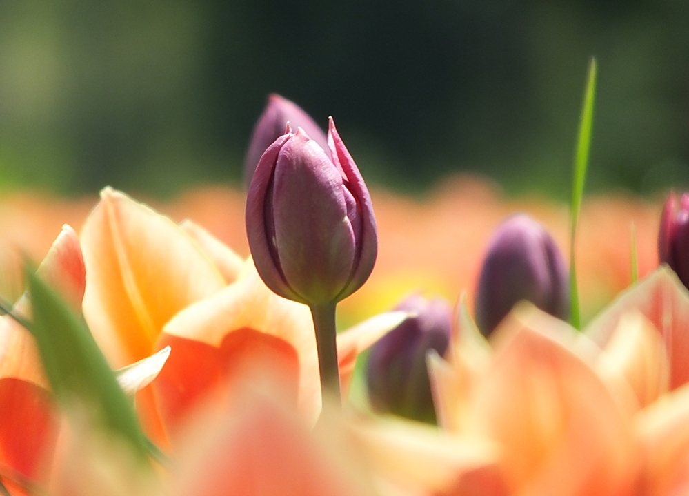 Frühling auf der Mainau - Tulpenmeer