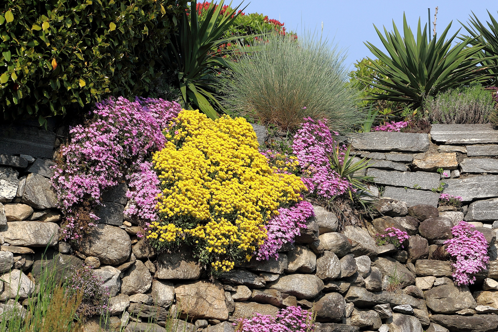 Frühling auf der Natursteinmauer