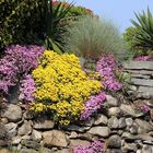 Frühling auf der Natursteinmauer