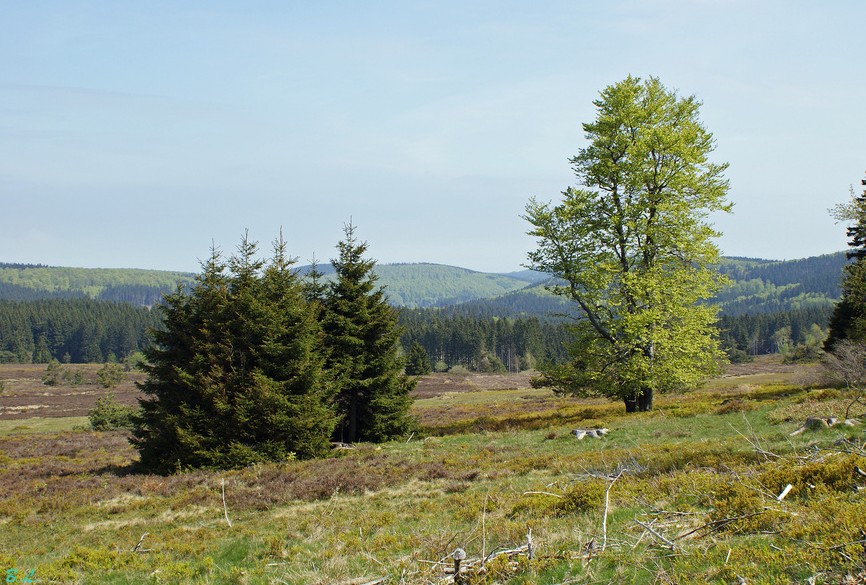 Frühling auf der Niedersfelder Hochheide