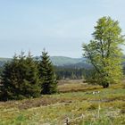 Frühling auf der Niedersfelder Hochheide