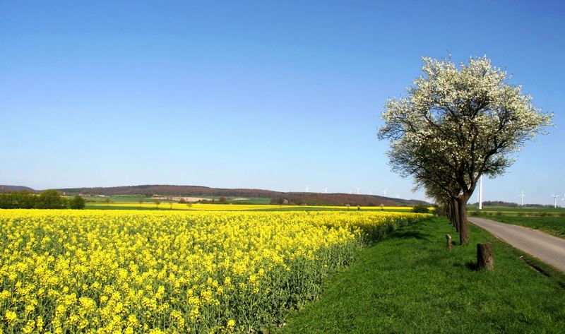 Frühling auf der Paderborner Hochfläche...