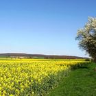 Frühling auf der Paderborner Hochfläche...