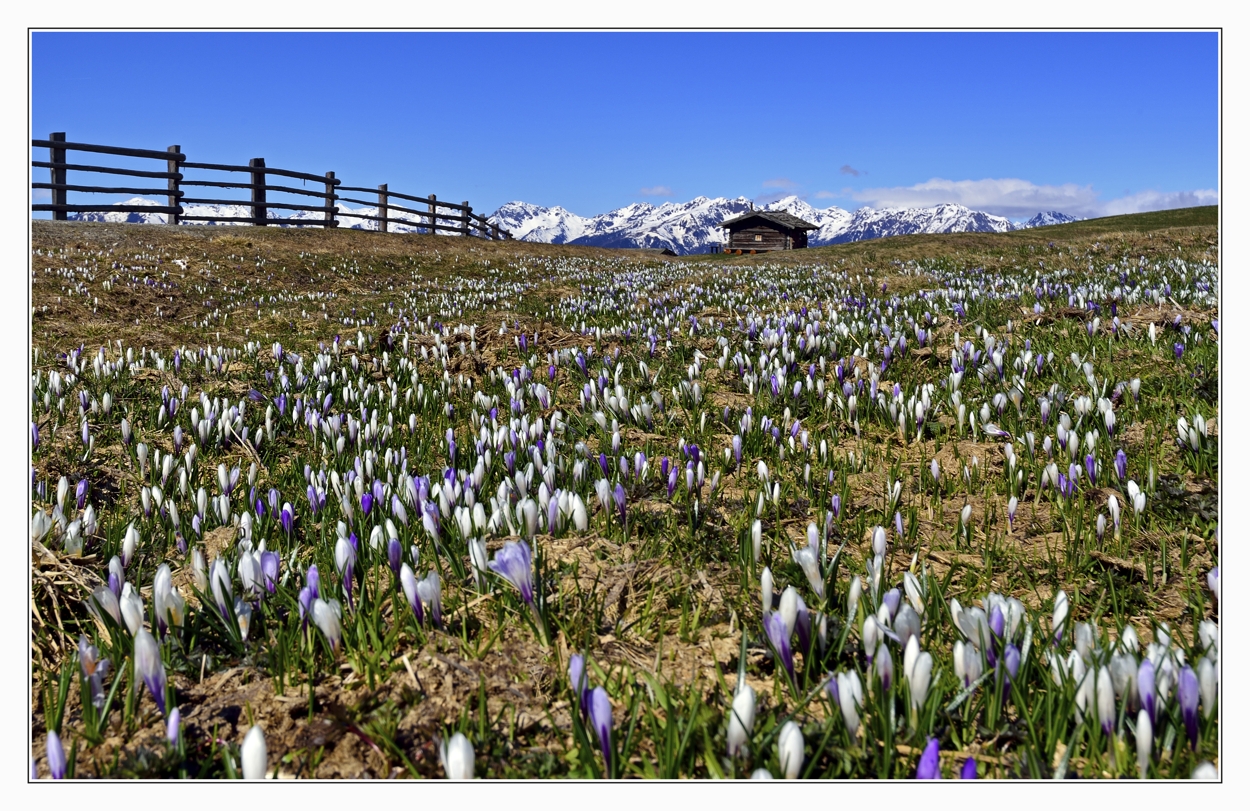 Frühling auf der Rodenecker Alm