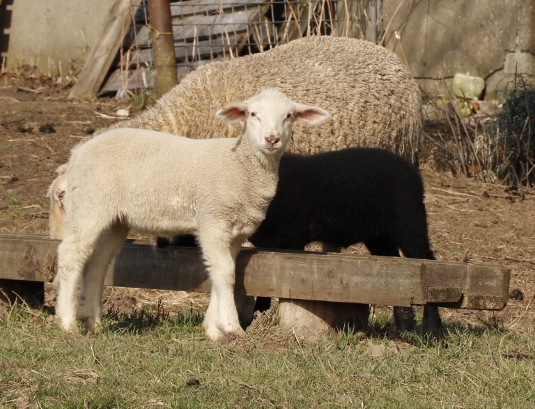 Frühling auf der Schafweide 