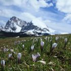 Frühling auf der Seiser Alm 15.05.14