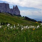 Frühling auf der Seiser Alm 25