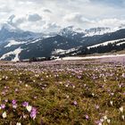 Frühling auf der Seiser Alm