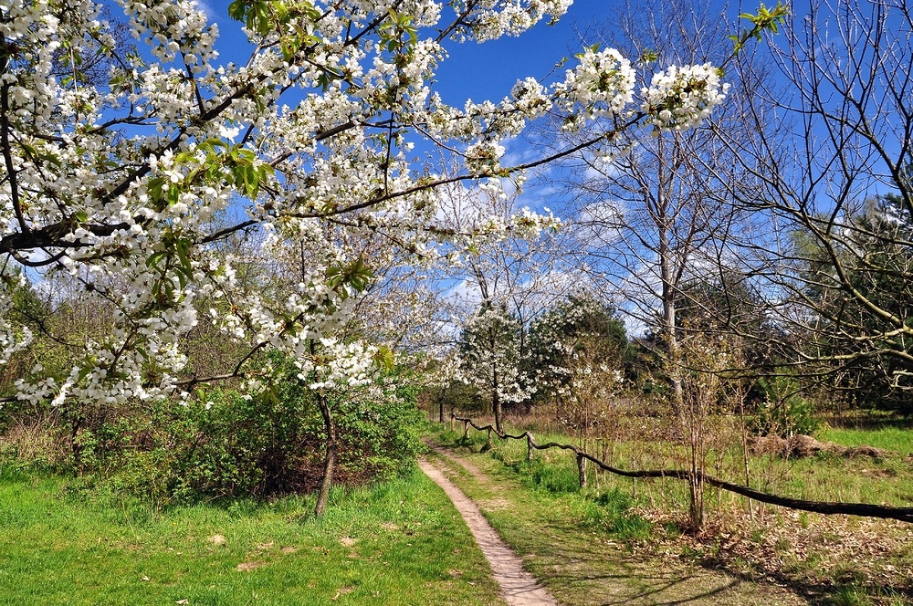 Frühling auf der Streuobstwiese.....