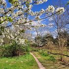 Frühling auf der Streuobstwiese.....