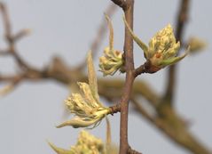 Frühling auf der Streuobstwiese Fernwald 3