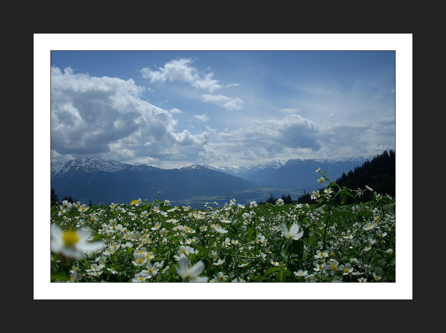 Frühling auf der Walder Alm/Tirol